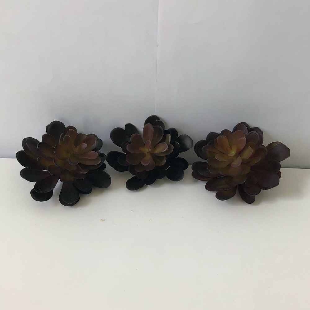 Light brown and green Succulents